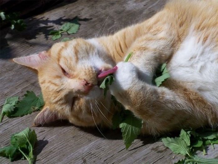 Vì sao mèo lại thích cây catnip?