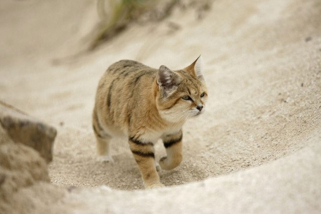 Vì sao mèo sa mạc có thể ăn rắn độc mà không bị nhiễm độc?