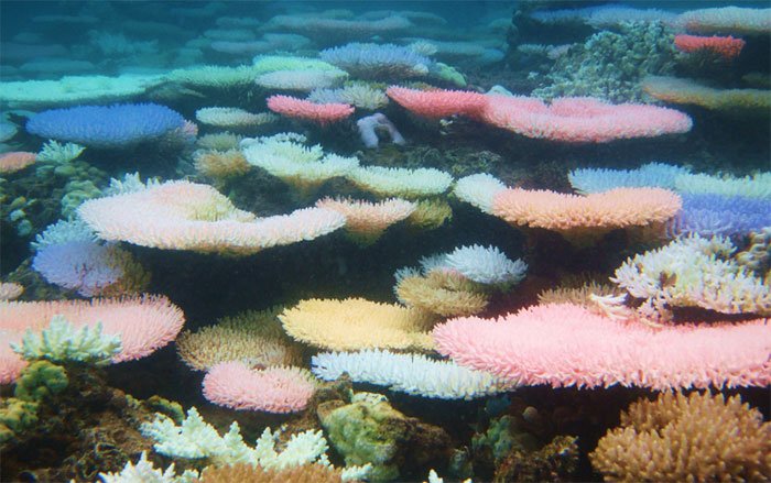 Vì sao một số rạn san hô đổi nhiều màu khi bị “căng thẳng”?
