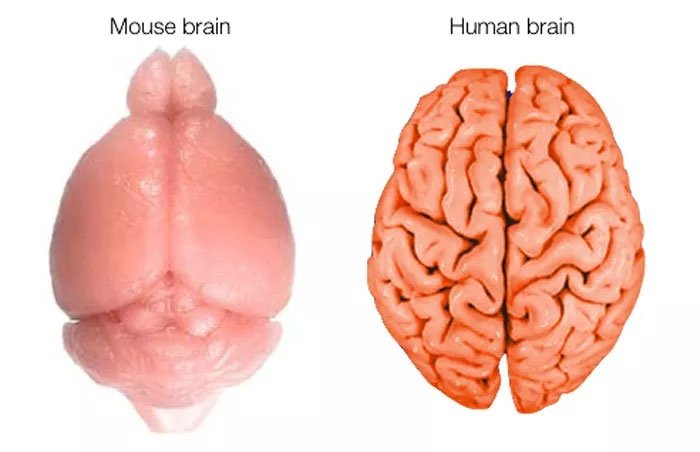 Vì sao não người lại nhăn?