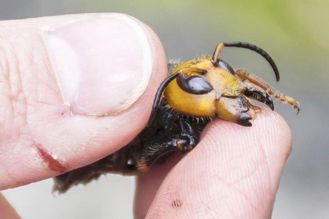 Vì sao nọc ong vò vẽ có thể gây chết người?