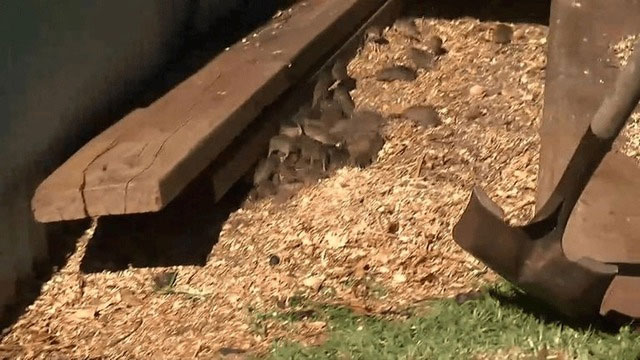 Vì sao nước Úc tràn ngập mèo hoang những vẫn bị chuột quấy phá?