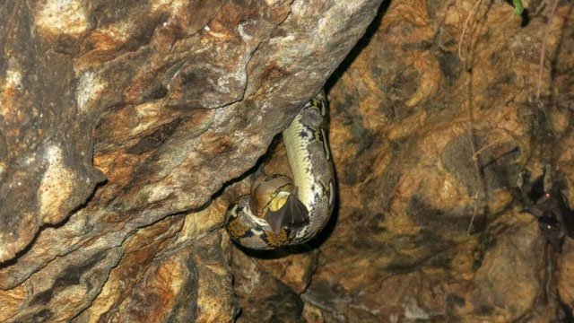 Vì sao rắn có thể tấn công con mồi cực chính xác trong bóng tối?