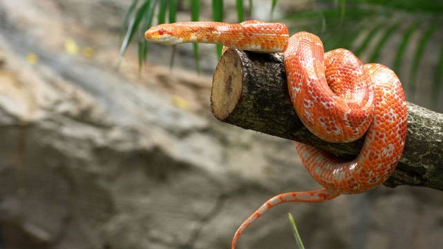 Vì sao rắn có thể trèo leo lên cây mà không bị trượt?