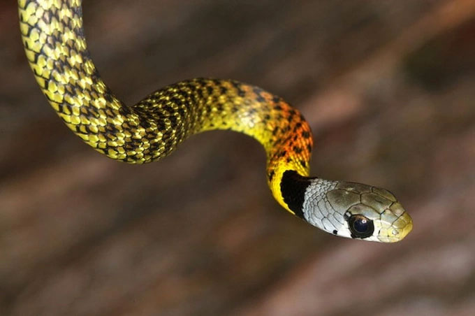 Vì sao rắn độc cắn người ngày càng nhiều?