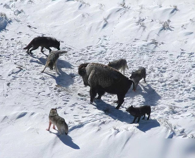 Vì sao sói thích giết đồng loại? Chuyên gia về hành vi của sói mất 13 năm mới có thể phát hiện ra bí mật của chúng!