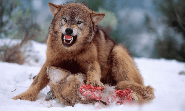 Vì sao sói thích giết đồng loại? Chuyên gia về hành vi của sói mất 13 năm mới có thể phát hiện ra bí mật của chúng!
