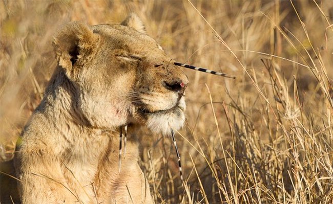 Vì sao sư tử lại thích săn nhím dù chúng có thể bị đau hoặc chết vì lông nhím?