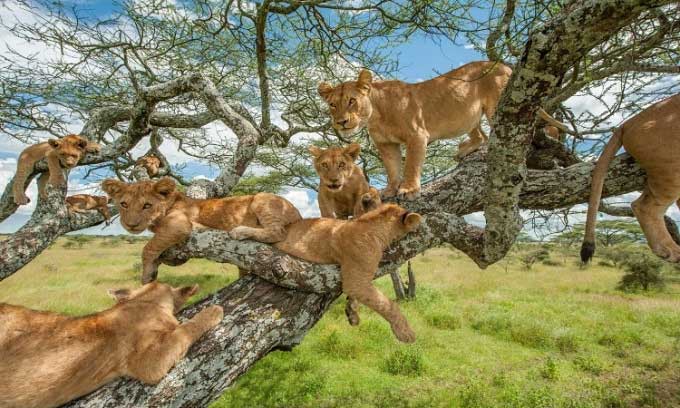 Vì sao sư tử trèo cây lại rất vụng về?