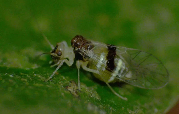 Vì sao thiên nhiên sản sinh ra nhiều loài côn trùng hút máu như vậy?