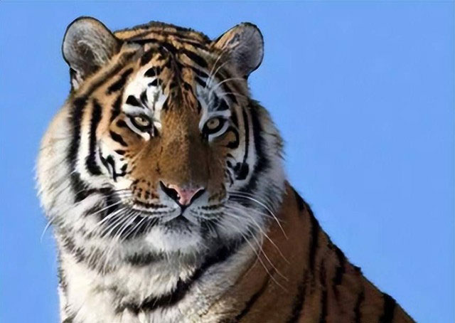 Vì sao Trung Quốc lại quyết định thả 5 con hổ Hoa Nam vào đồng cỏ châu Phi?