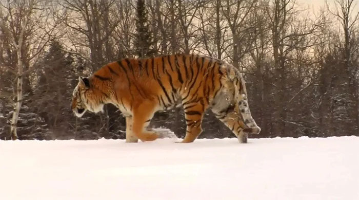 Vì sao vào mùa đông hổ Siberia thường xuyên xuống núi tìm kiếm thức ăn?