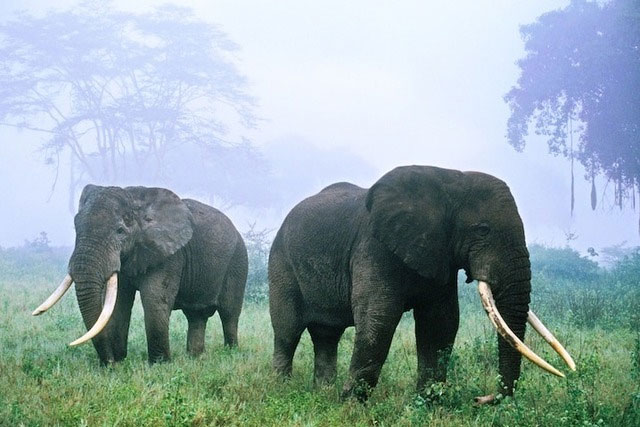 Vì sao voi châu Phi đực lại thường xuyên gây chiến với tê giác?