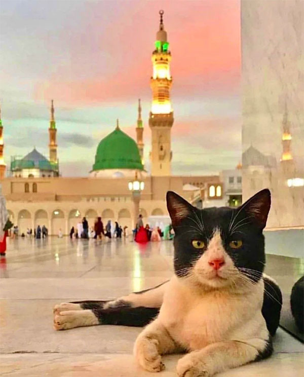 Vị trí không ngờ của mèo với Hồi giáo và thế giới Ả rập