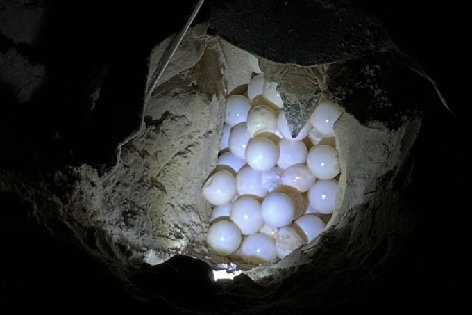 Vích mẹ gần 100kg từ Malaysia đến Côn Đảo đẻ trứng