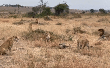 Video: 3 con sư tử cái đang bắt nạt báo hoa mai, bỗng sư tử đực lao vào: Kết cục ra sao?