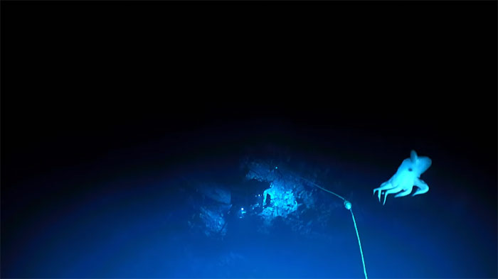 Video: Bạch tuộc Dumbo có tai hiếm gặp dưới đáy đại dương