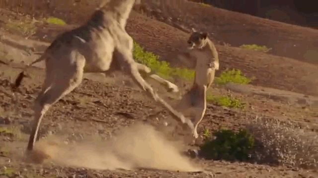 Video: Bay người cắn hươu cao cổ, sư tử cái nhận ngay kết đắng