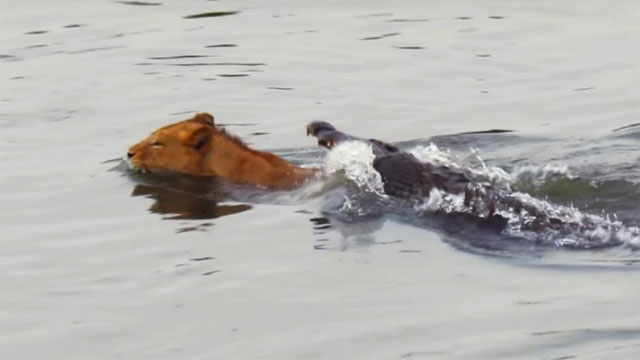 Video: Bị cá sấu dìm xuống nước, sư tử vẫn có màn lật kèo khó tin