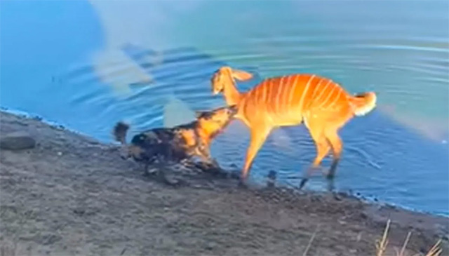 Video: Bị cắn xé, linh dương dìm chó hoang sặc nước rồi tẩu thoát