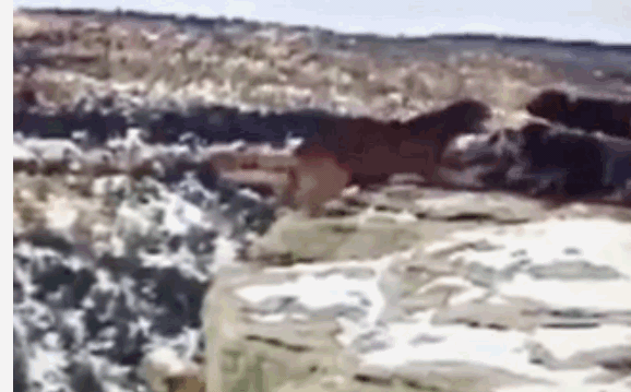 Video: Bị đàn chó săn dồn vào đường cùng, báo sư tử ngã xuống vực sâu