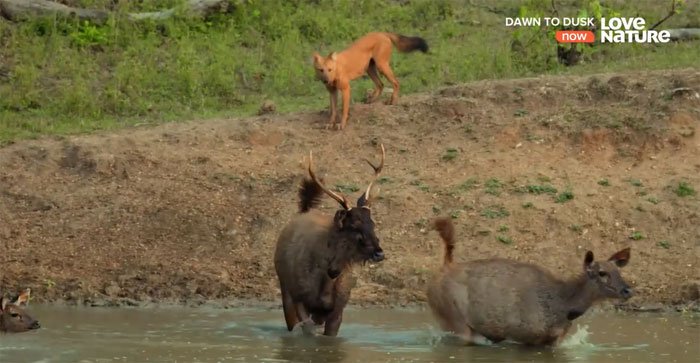 Video: Bị đàn sói lửa bao vây, hươu Sambar vẫn sống sót thần kỳ nhờ quyết định này