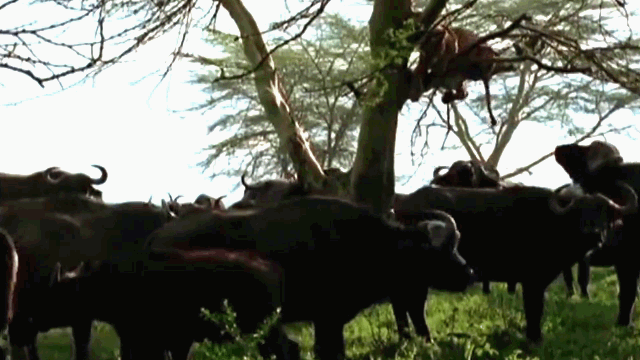Video: Bị đàn trâu rừng truy sát, sư tử hoảng sợ leo lên cây lánh nạn