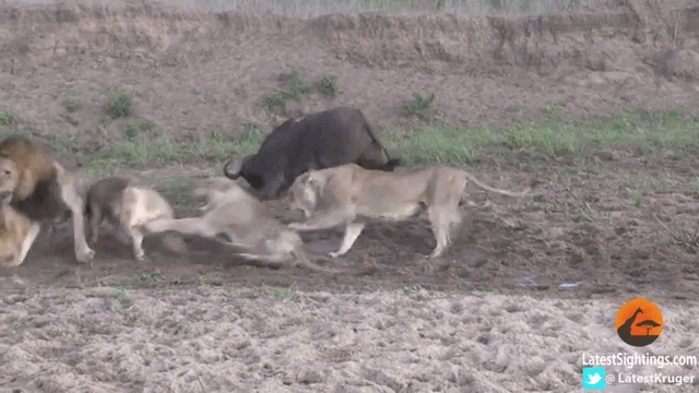 Video: Bị hạ gục, trâu rừng vẫn thoát chết nhờ hành động lạ của 2 sư tử