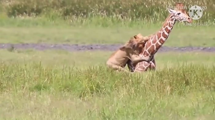 Video: Bí mật giúp sư tử đực hạ gục được một con hươu cao cổ to lớn