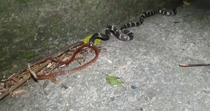 Video: Bị rắn cạp nia tiêm nọc, rắn san hô cực độc cũng co giật đùng đùng và cái kết bất ngờ