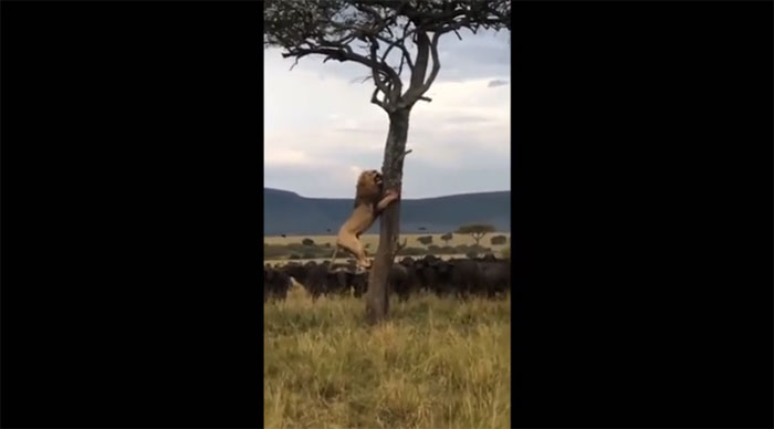Video: Bị truy sát, sư tử đực run rẩy ôm cây trốn đàn trâu rừng