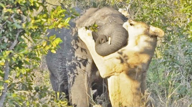 Video: Cả gan tấn công voi rừng, sư tử nhận cái kết đau điếng
