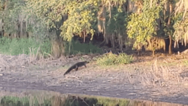 Video: Cá sấu tạo bất ngờ, bứt tốc trên mặt đất tóm gọn lợn rừng