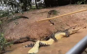 Video: Cá sấu tung đòn vặn xoắn tử thần với chính đồng loại
