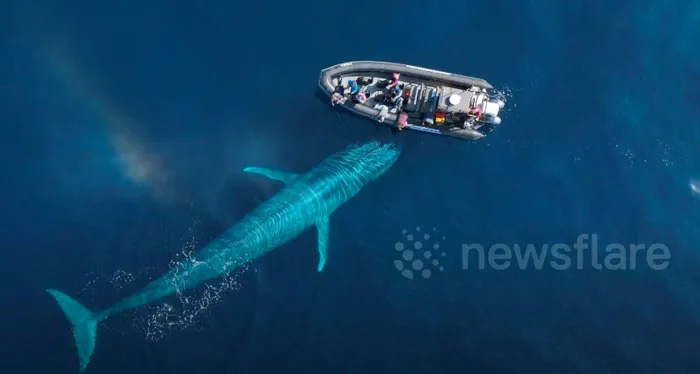 Video: Cá voi xanh khổng lồ dài gần 30 mét tiếp cận thuyền của khách du lịch