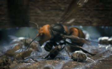 Video: Cái kết đắng của ong bắp cày khổng lồ khi xâm nhập tổ ong mật