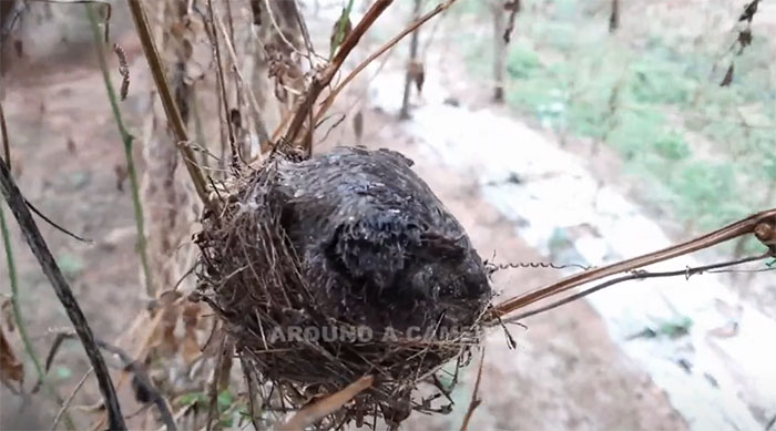 Video: Cảm động cảnh chim mẹ ướt sũng toàn thân vì mưa vẫn không để chim con bị lạnh
