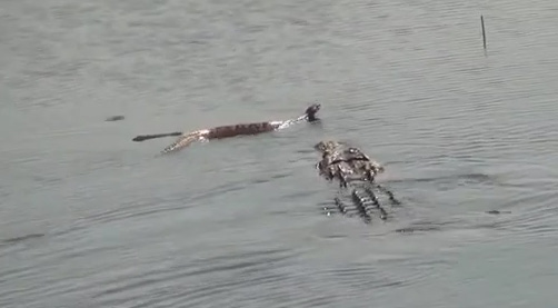 Video: Cận cảnh cá sấu “xơi tái” rắn độc khổng lồ