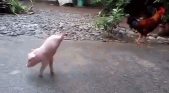 Video: Cận cảnh chú lợn có 2 chân vẫn kiên cường tập đi gây xúc động
