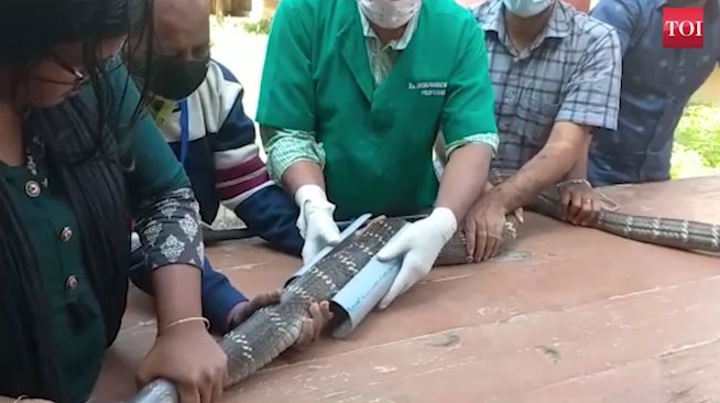 Video: Cận cảnh hổ mang chúa 3,6m được bó bột trị thương