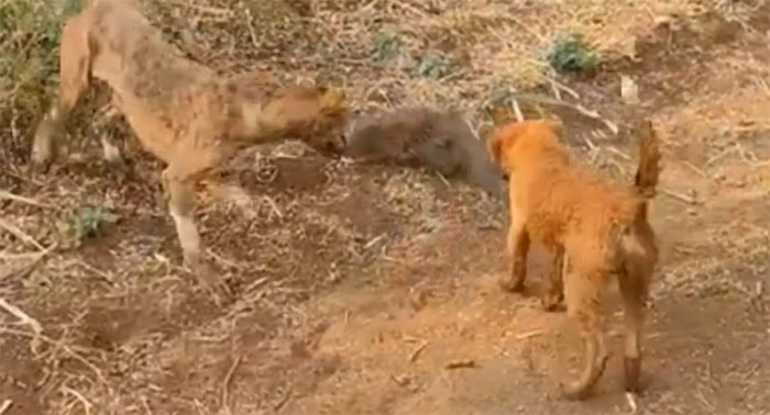 Video: Cầy Mangut đối đầu chó dữ, con nào sẽ chiến thắng trong cuộc chiến này?