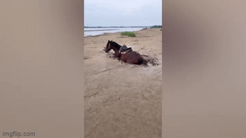 Video: Chiêu lạ giải cứu chú ngựa khỏi mắc kẹt ở bùn lầy