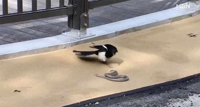 Video: Chim ác là sà xuống tấn công rắn trên đường và điều bất ngờ ở phút cuối