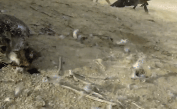 Video: Chim cắt lớn bất ngờ tấn công chó khi thấy đối thủ nhòm ngó bữa ăn của mình