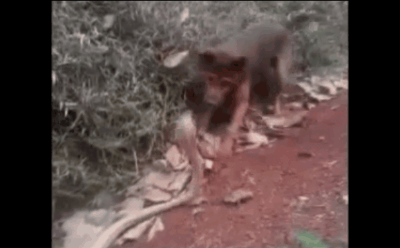 Video: Chó nhà tử chiến rắn hổ mang chúa trên đường mòn và cái kết