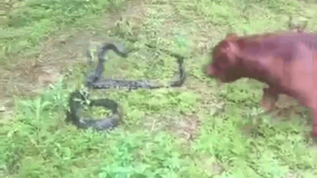Video: Chó Pitbull tử chiến kinh hoàng với rắn hổ mang chúa