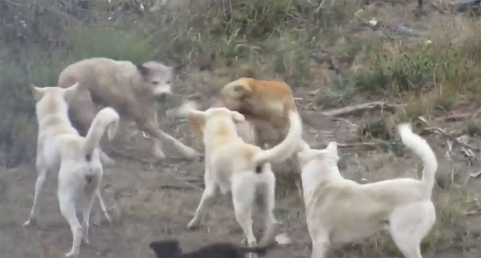 Video: Chó sói bị cả đàn chó nhà hợp sức tấn công, liệu số phận của nó sẽ ra sao?