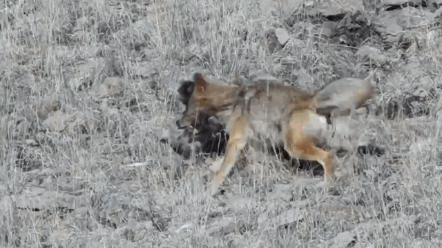 Video: Chó sói đại chiến sư tử núi nặng gấp 5 lần và cái kết bất ngờ