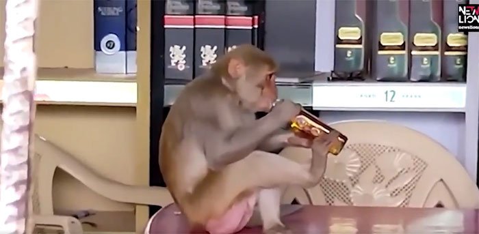 Video: Choáng váng với chú khỉ cầm chai rượu uống hết veo trong một nốt nhạc