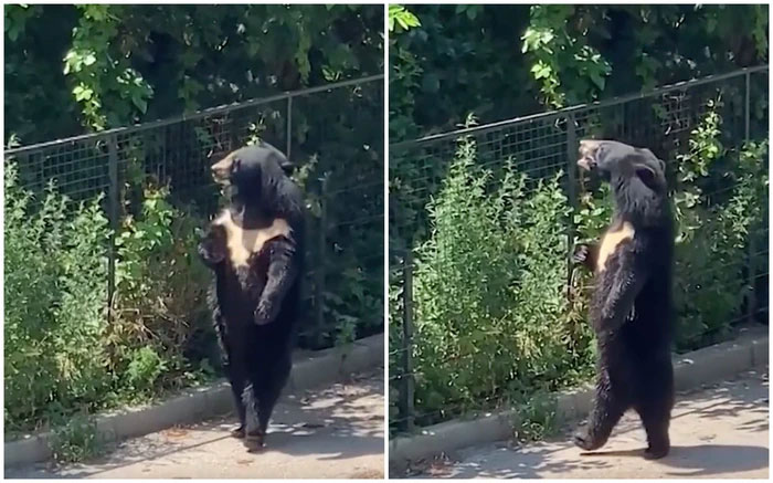Video: Chú gấu đen hờ hững, dạo bước đi bằng 2 chân ngắm cảnh khiến dân mạng phát sốt